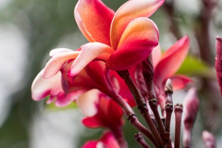 Bright pink plumeria flower blooms on treeの写真素材