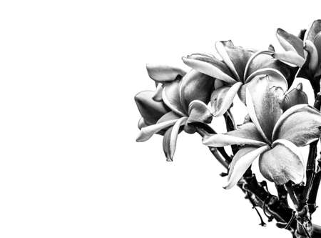 Bright pink plumeria flower blooms on treeの写真素材