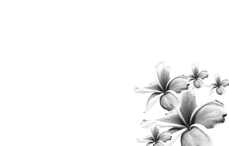 Bright pink plumeria flower blooms on treeの写真素材