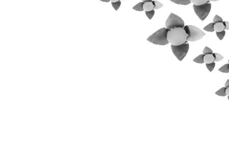 Seamless flower pattern on white backgroundの写真素材