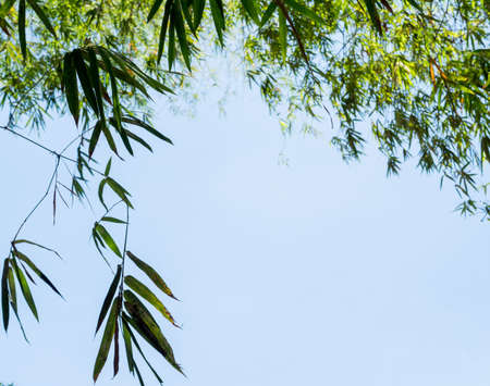 tree leafs in sky background on day lightの写真素材