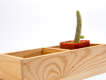 cactus in pot isolate on white backgroundの写真素材
