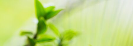 little blur plant in soft lightの写真素材