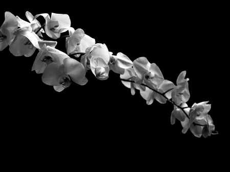 Orchid Flower, Beautiful Orchid Is considered the queen of flowersの写真素材