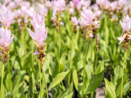 Siam tulip field with blur background sweet toneの写真素材