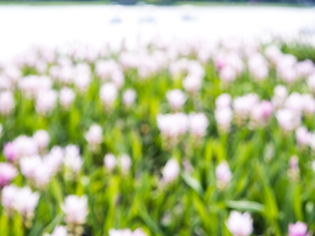 Siam tulip field with blur background sweet toneの写真素材