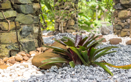 Plant in the garden for beauty gardenの写真素材