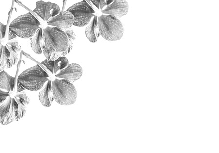 Orchid pattern design texture background, flowers pattern texture backgroundの写真素材