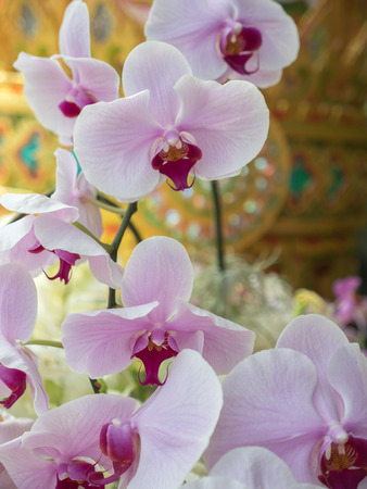 Bouquet of beautiful orchid flowerの写真素材