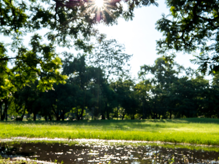 blur image of tree row in morningの写真素材