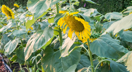 Sunflowersの写真素材