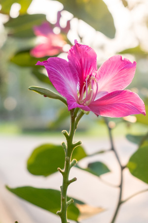 bouquet of pink flower on tree, selective focusの写真素材