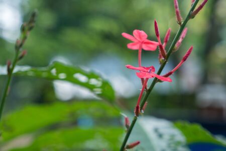 Thailand herb has medicinal, Rose-colored Leadwort, Plumbago, the leadworts or plumbagosの写真素材