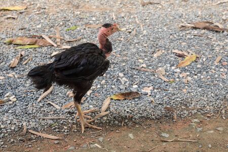 hen on the ground find feedの写真素材