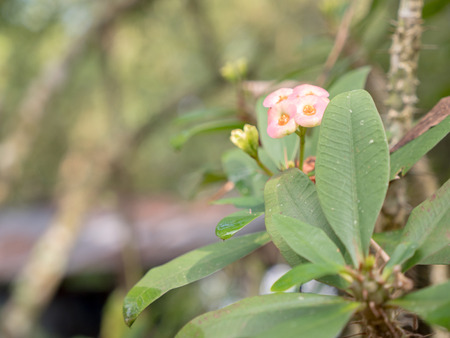 Red euphorbia milii flowers on blurred background, Poi sian flowersの写真素材