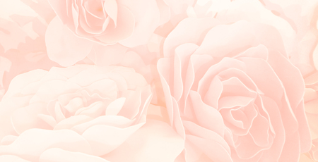 sweet color roses flower in blur style for background pattern textureの写真素材