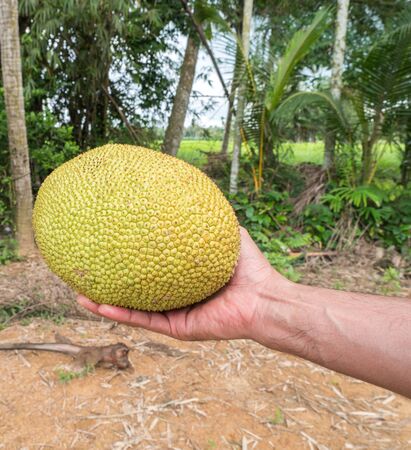 jackfruit