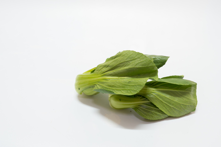 Green Mini Chinese Cabbage on white backgroundの写真素材