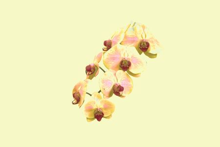 Beautiful orchid flower isolatedの写真素材