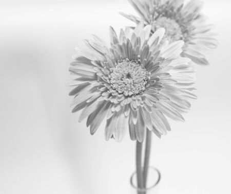 Beautiful yellow flower, Selective focusedの写真素材