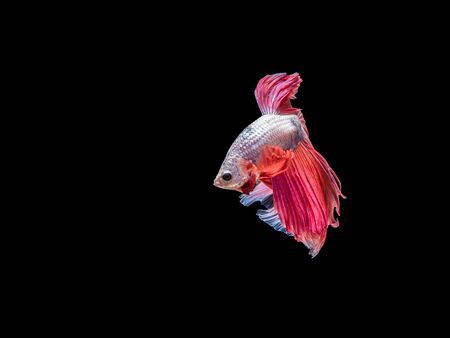 Betta fish, moving moment of Siamese fighting fish isolated on black background, fighting fish.の写真素材