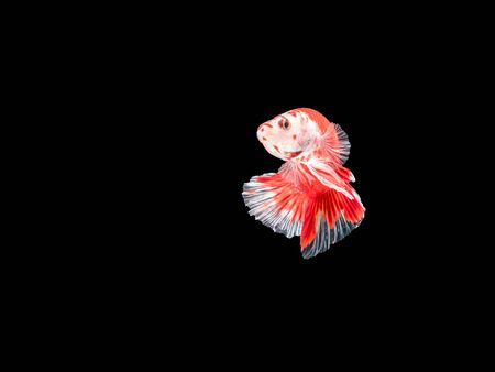 Betta fish, moving moment of Siamese fighting fish isolated on black background, fighting fish.