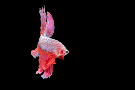 Betta fish, moving moment of Siamese fighting fish isolated on black background, fighting fish.の写真素材