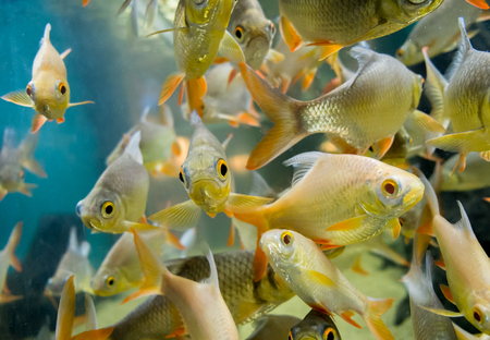 fresh water fish in aquarium, Fish Tankの写真素材