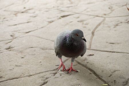 Pigeon bird animalの写真素材