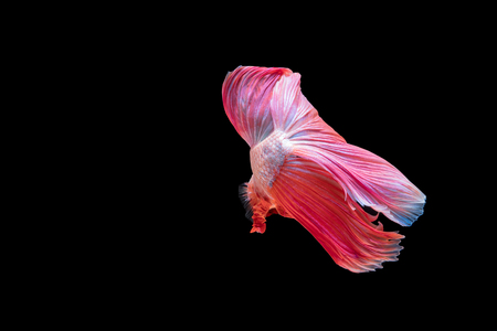 Betta fish, moving moment of Siamese fighting fish isolated on black background, fighting fish.の写真素材