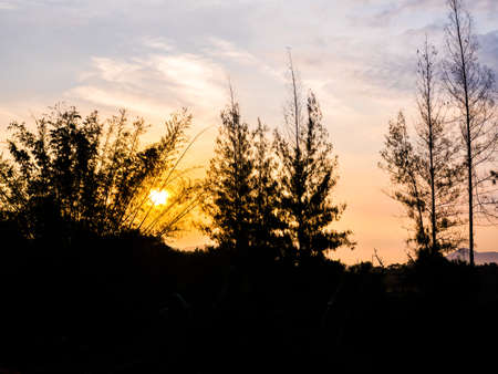 sky in morning time with silhouette tree foregroundの写真素材