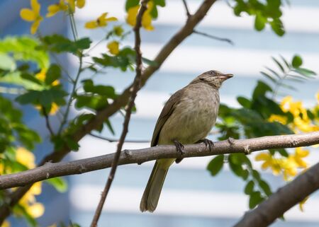 little bird on Cassod tree branchの写真素材
