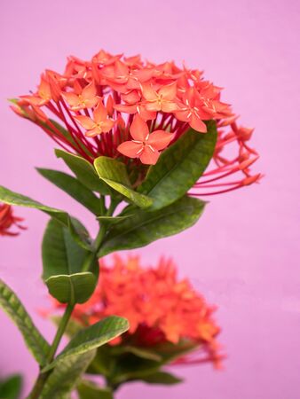 red ixora flower; Rauvolfia serpentineの写真素材