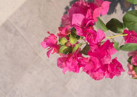 Pink Bougainvillea flower or paper flowerの写真素材
