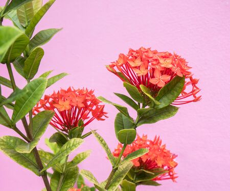 red ixora flower; Rauvolfia serpentine
