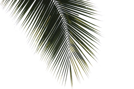 Coconut leaf isolated on white background with clip path