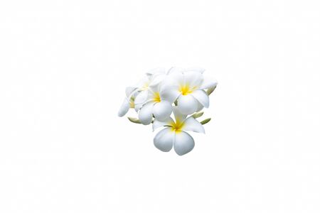 bouquet white plumeria isolatedの写真素材
