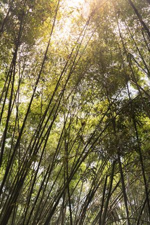 Bamboo grove, bamboo forestの写真素材