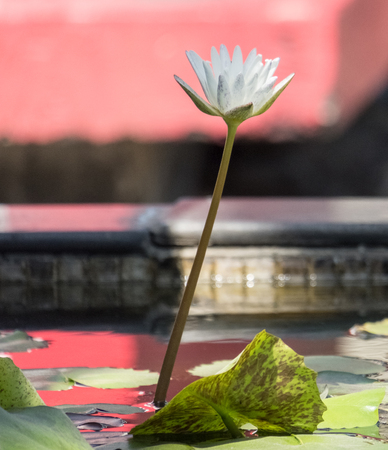 water lilly flower in pond, lotus flowerの写真素材