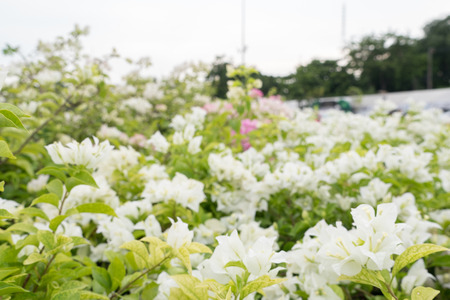 tropical bougainvillea white flowersの写真素材