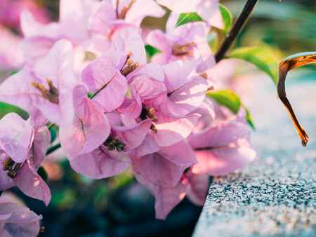 Blooming bougainvillea.Magenta bougainvillea flowers defocus background