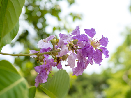 purple inthanin flowers are blooming in full of treesの写真素材
