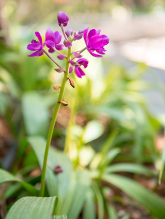 Purple, pink, red, flowers in the garden in vintage style soft focus.の写真素材