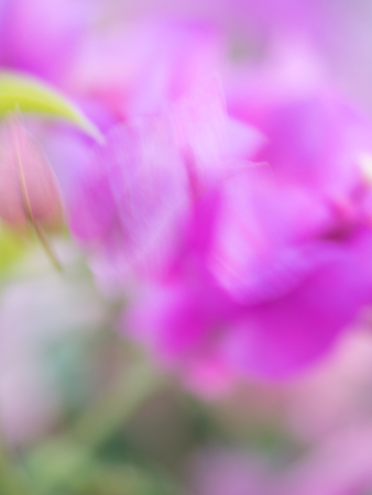 Blooming bougainvillea.Magenta bougainvillea flowers defocus backgroundの写真素材