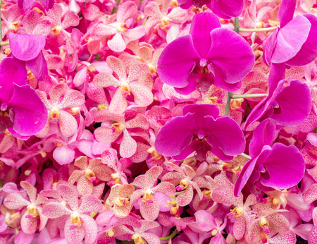 beautiful orchid flower, bouquet of orchid flower