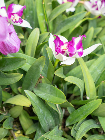 beautiful orchid flower, bouquet of orchid flowerの写真素材