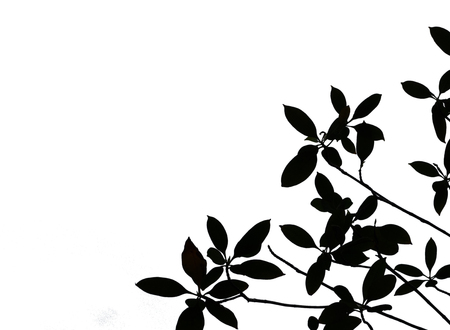 Abstract background with leaves silhouette texture pattern