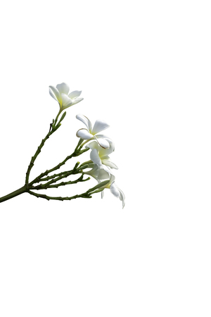bouquet white plumeria isolated on white