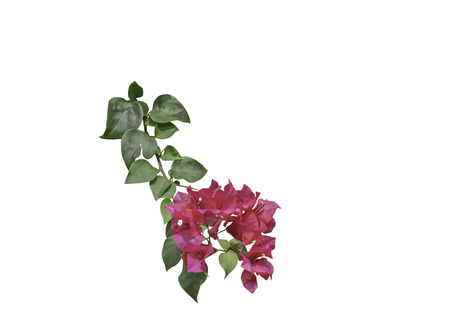 Bougainvillea flowers texture and background. Red flowers of bougainvillea tree with pathの写真素材