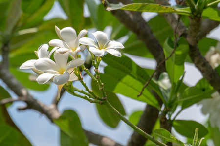 bouquet white plumeriaの写真素材